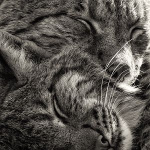 Carpathian lynx : Port Lympne : 31 Mar 2015