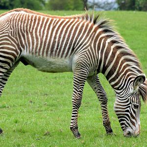 Young Grevy's zebra; Whipsnade; 23rd May 2015