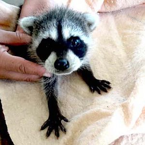 Baby Orphan Raccoon. Rescue