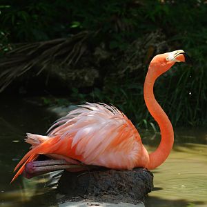 Adorable flamingo