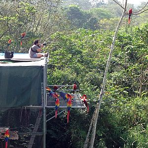 Macaw watching