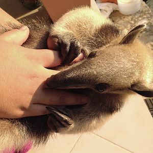 Tiberia the Tamandua