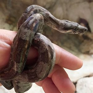 Livia-Drusila the baby boa