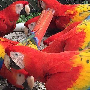 Scarlet Macaw