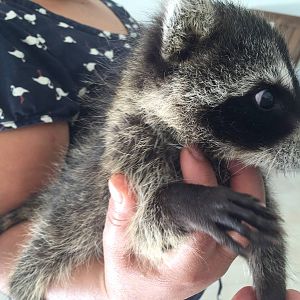 Dobbs, baby orphan raccoon