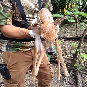 Kuautly, born in Aluxes