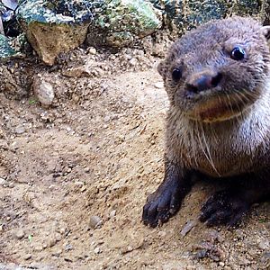 El Chato, the otter