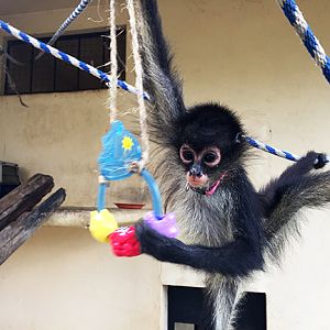 Jim, baby spider monkey. Rescue