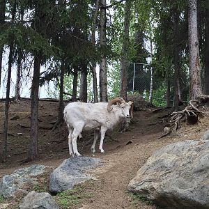 Dall Sheep