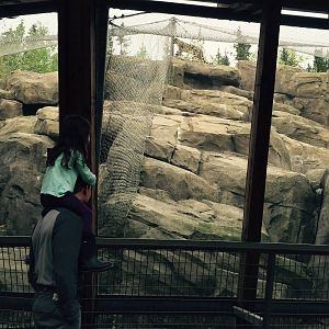Snow Leopard exhibit