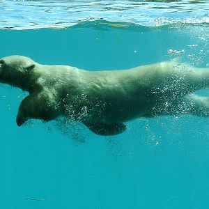 Polar Bear