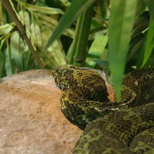 Mang Mountain Pit Viper