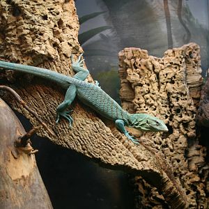 Green Tree Monitor