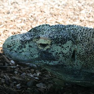 Komodo Dragon