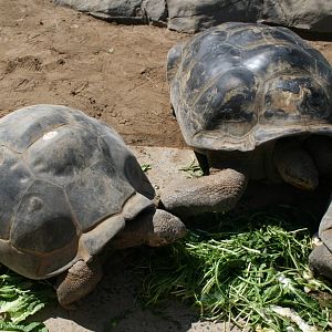 Galapagos Tortoises