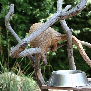 African Tree Pangolin