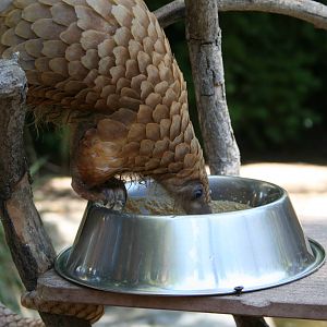 African Tree Pangolin