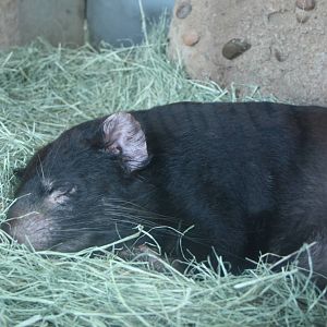 Tasmanian Devil
