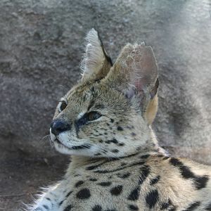 African Serval
