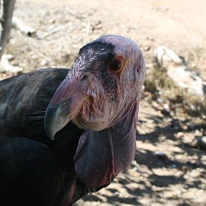 California Condor