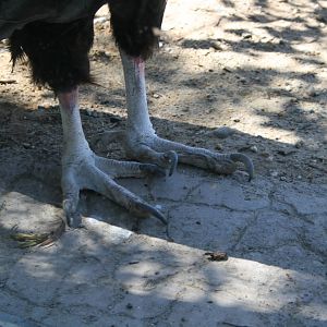 California Condor Talons