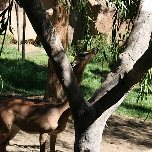 Gerenuk