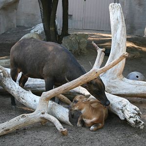 Lowland Anoa and Calf