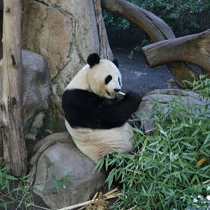 Giant Panda
