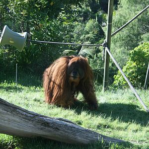 Male Orangutan