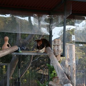 Goodfellow's Tree Kangaroo