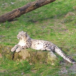 Snow leopard in the sun