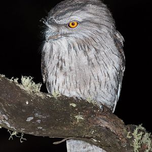 Tawny Frogmouth