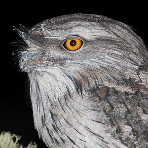 Tawny Frogmouth