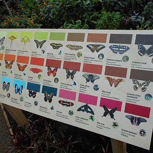 Butterfly House - 23/05/2015