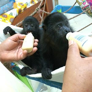 Baby Howler monkeys
