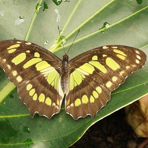 Malachite butterfly: New  butterfly house 24/5/2015