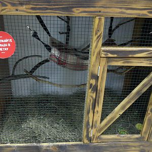 Sugar glider cage