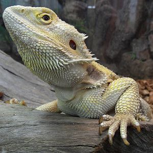Bearded dragon