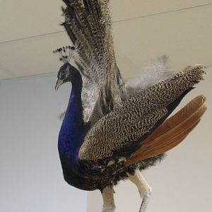 Peacock