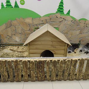 Current state of porcupine exhibit