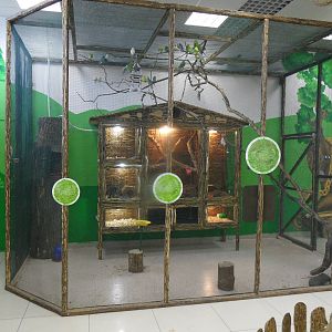 Budgerigar aviary