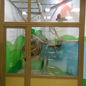 Squirrel monkey exhibit