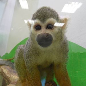 Squirrel monkey