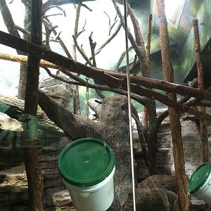 Saint Louis Zoo: Primate House