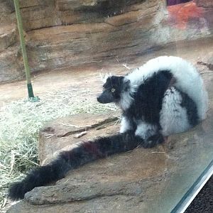 Saint Louis Zoo: Primate House