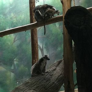 Saint Louis Zoo: Primate House
