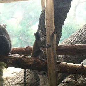 Saint Louis Zoo: Primate House