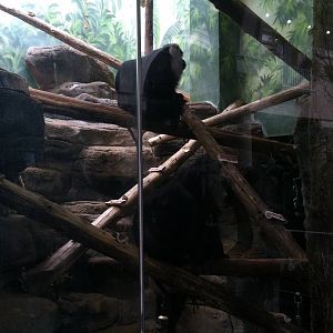 Saint Louis Zoo: Primate House