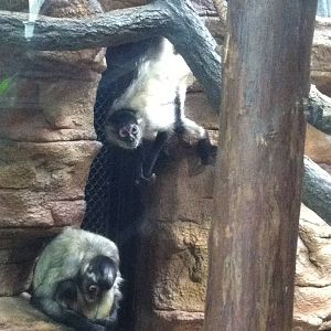 Saint Louis Zoo: Primate House