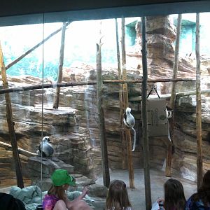 Saint Louis Zoo: Primate House
